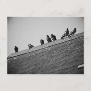 Pigeons på Tak Vykort