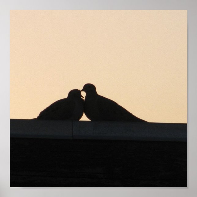 Pigeons Poster (Framsidan)