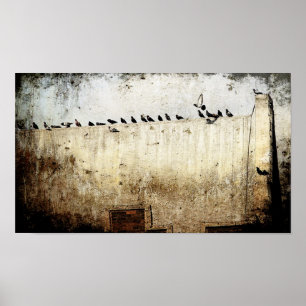Pigeons Poster