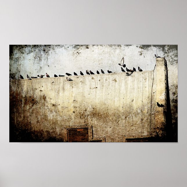 Pigeons Poster (Framsidan)