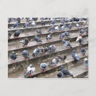 Pigeons Vykort