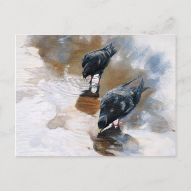 Pigeons Vykort (Framsida)