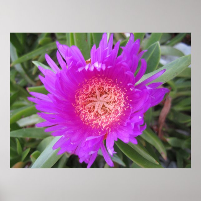 Pigface Poster (Framsidan)