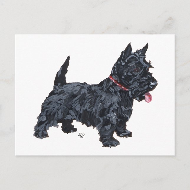 Pigghund Scottie Vykort (Framsida)