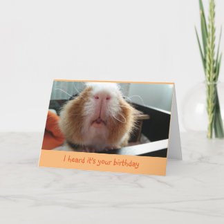 Piggie kisses och cura whiskers födelseattest kort