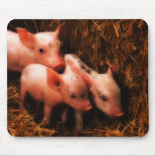 PIggies Musmatta