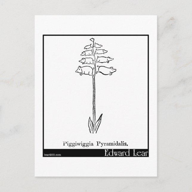 Piggiwiggia Pyramidalis. Vykort (Framsida)