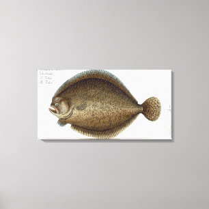 Piggvaren (Pleuronectes Maximus) pläterar XLIX Canvastryck