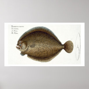 Piggvaren (Pleuronectes Maximus) pläterar XLIX Poster