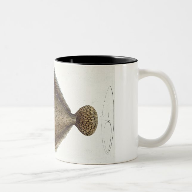 Piggvaren (Pleuronectes Maximus) pläterar XLIX Två-Tonad Mugg (Höger)