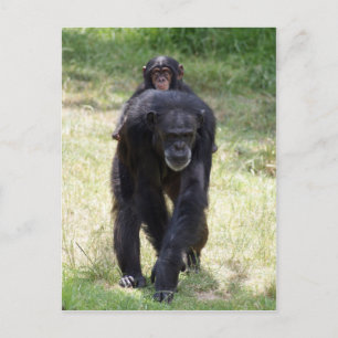 Piggy Back Morsa Vykort