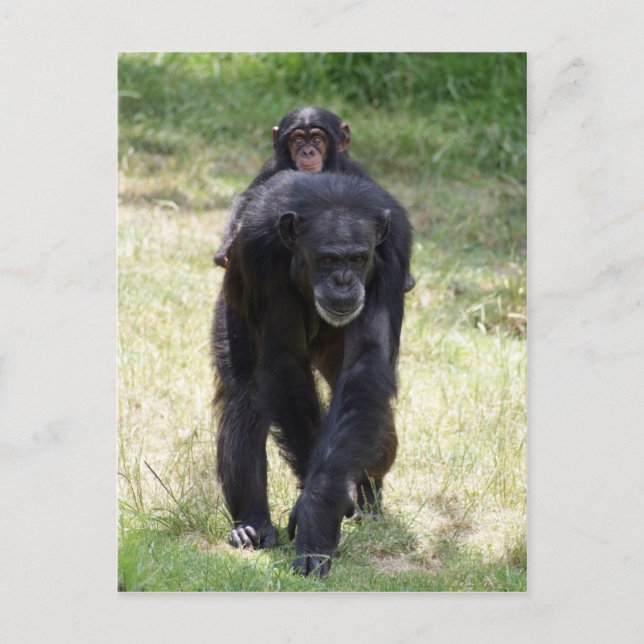 Piggy Back Morsa Vykort (Framsida)