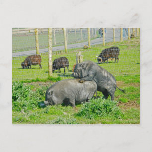 Piggy Back Ride Vykort
