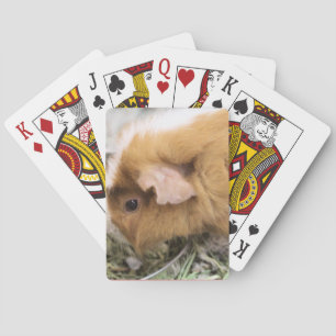 Piggy Casinokort