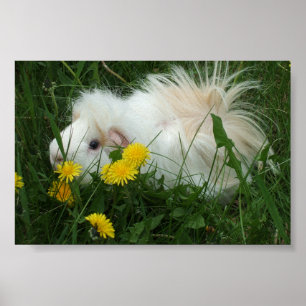 Piggy i maskrosor poster