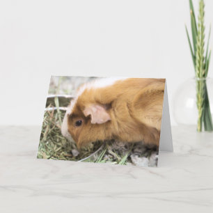 Piggy Kort