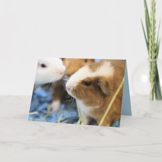 Piggy Kort (Framsida)