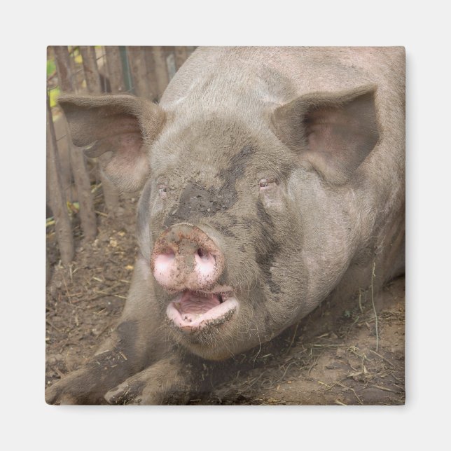 Piggy Magnet (Framsidan)