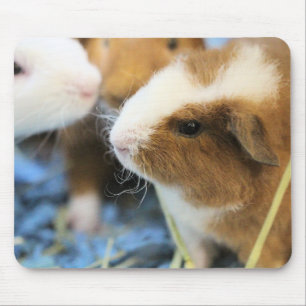 Piggy Musmatta