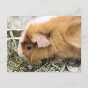 Piggy Vykort