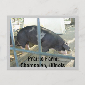 Piggy vykort