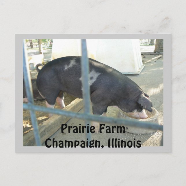 Piggy vykort (Framsida)