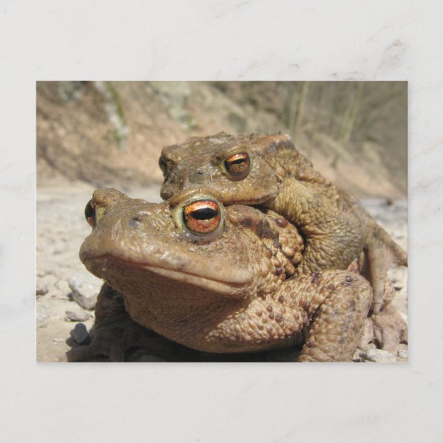 Piggyback Toads Vykort (Framsida)