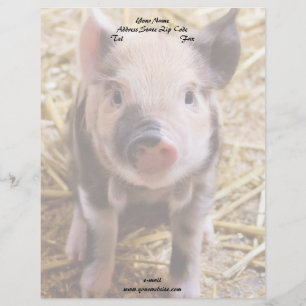 Piglet Brevhuvud