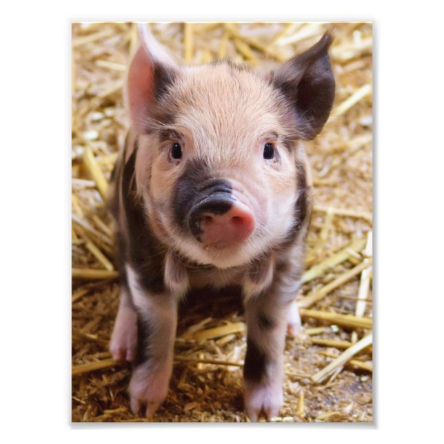 Piglet Fototryck (Framsidan)