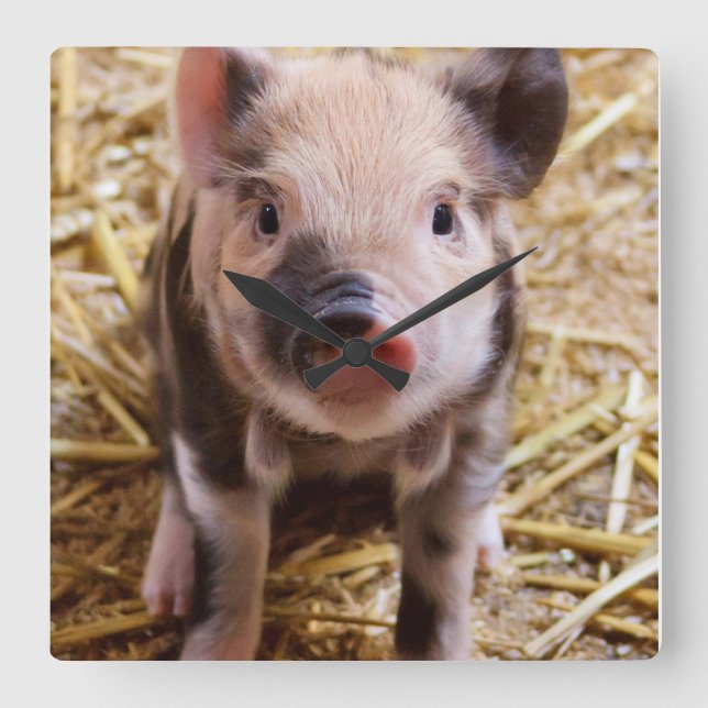 Piglet Fyrkantig Klocka (Framsida)