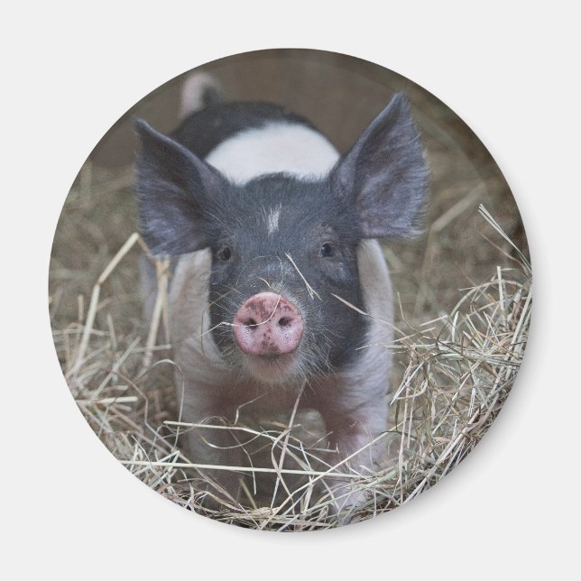 Piglet i Straw Magnet (Framsidan)