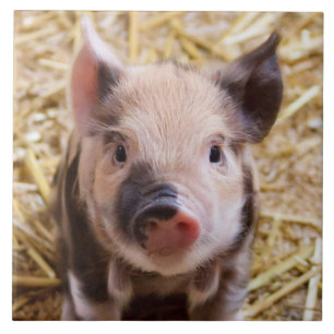 Piglet Kakelplatta