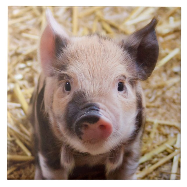 Piglet Kakelplatta (Framsidan)