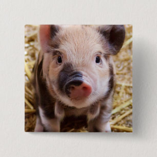 Piglet Knapp