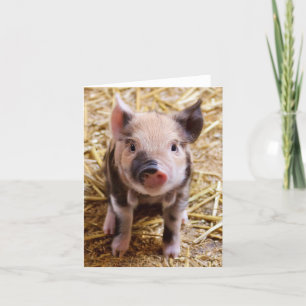 Piglet Kort