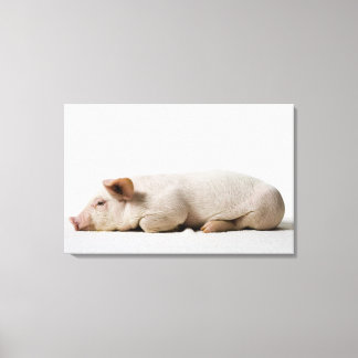Piglet Ljuger ned profil Canvastryck