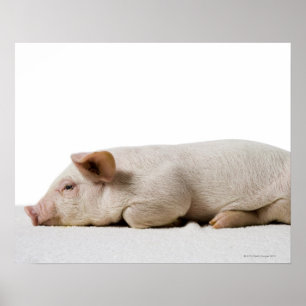 Piglet Ljuger ned profil Poster