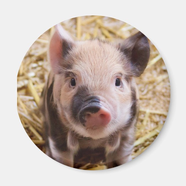 Piglet Magnet (Framsidan)