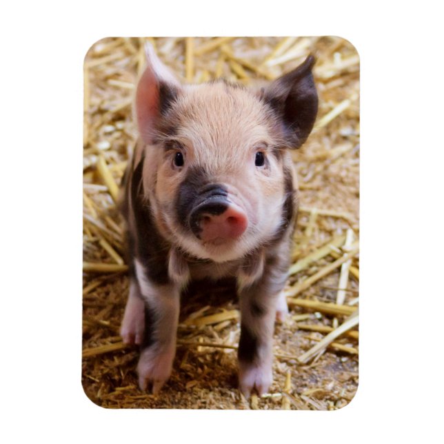 Piglet Magnet (Vertikal)