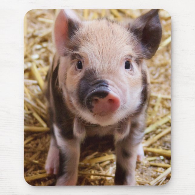 Piglet Musmatta (Framsidan)