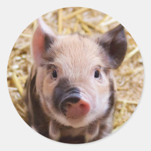 Piglet Runt Klistermärke