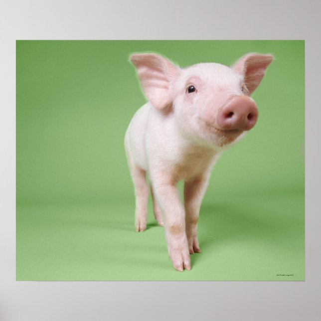 Piglet Ständiga Poster (Framsidan)