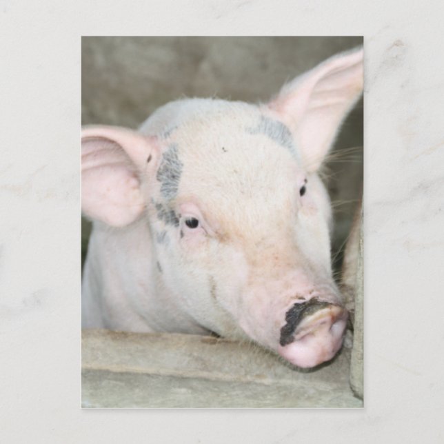 Piglet Vykort (Framsida)