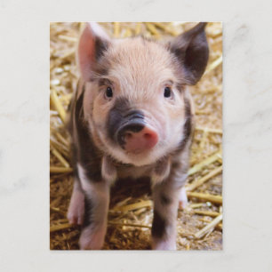 Piglet Vykort