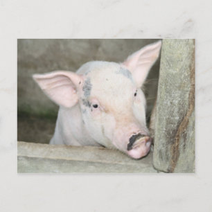 Piglet Vykort