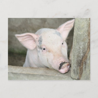 Piglet Vykort