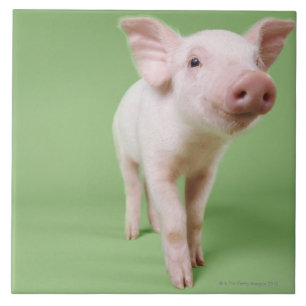 Pigletanseende Kakelplatta