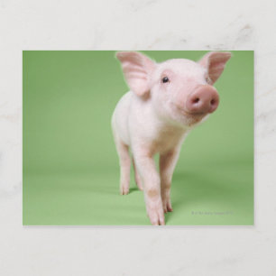 Pigletanseende Vykort