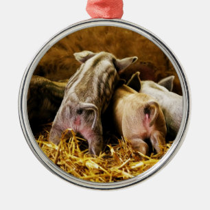Pigleten Mangalitsa för fyra baby Hogs Julgransprydnad Metall
