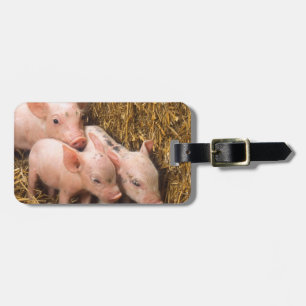 Piglets Bagagebricka